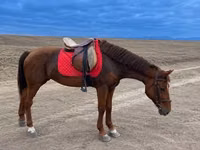Mare, Horses — photo 1