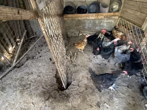 Chickens — Usbekistan