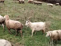 山羊（批次，未指定性别）, Goats — 照片 5