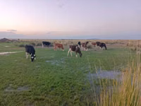 Bulle, Swiss cattle — Foto 4