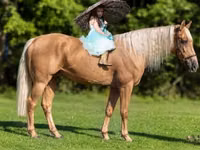 Aygʻir, Palomino — 1-rasm