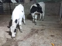 Kuh, Russian Black pied cattle — Foto 1