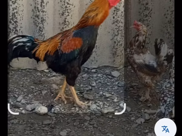 Ayam Cemani