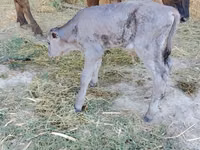 母牛, Swiss cattle — 照片 1