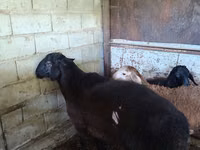 Қой, Hissar sheep — 2-сурет