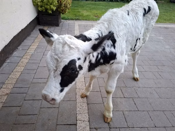 Kuh, Russian Black pied cattle