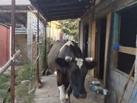 गाय, गोलस्टीन नस्ल — फ़ोटो 3