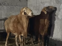كبش, Edilbay sheep — الصورة 3