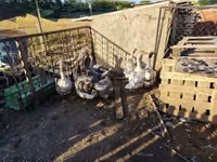Geese — Foto 4