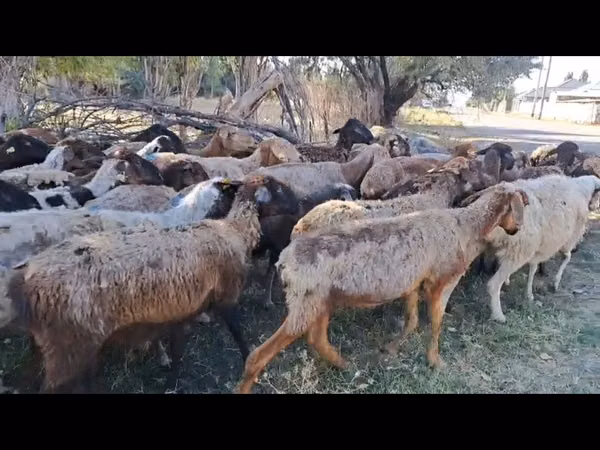 أغنام (دفعة، الجنس غير محدد), الأغنام — كازاخستان