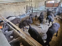 绵羊（批次，未指定性别）, Sheep — 照片 2
