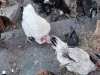 Chickens — foto 4
