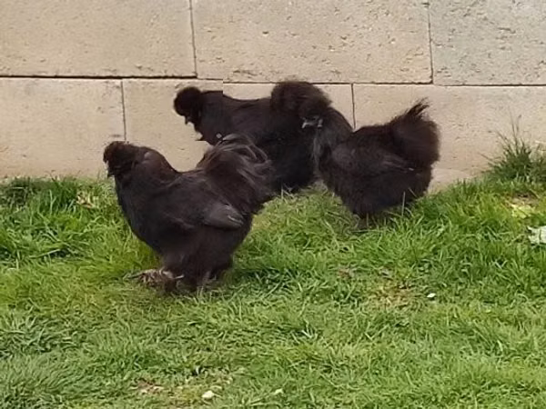 Seidenhuhn