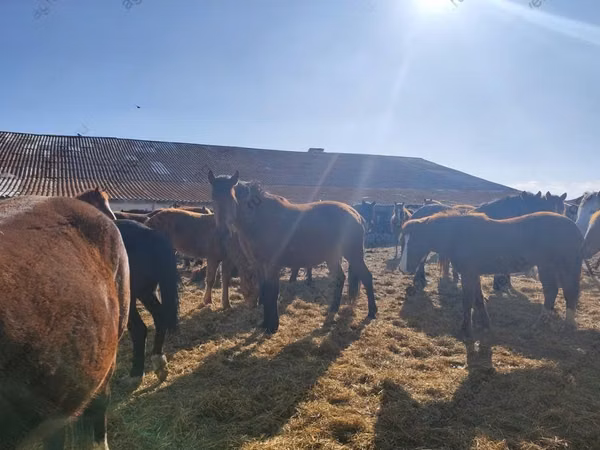 马匹（批次，未指定性别）, Horse breed