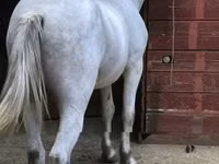 Caballo, Caballos — foto 5