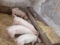 母猪, Pigs — 照片 1