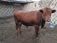 公牛, Cattle — 照片 1