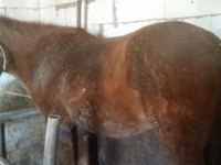 Yegua, Kazakh horse — foto 3