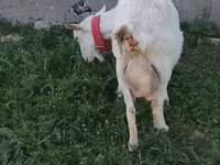 Ziege, Nubian Goat — Foto 2