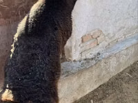 Widder, Schafe — Foto 4