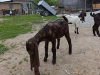 عنزة, Nubian Goat — الصورة 5