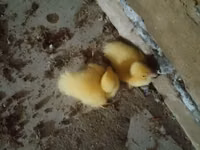 Ducks — photo 1