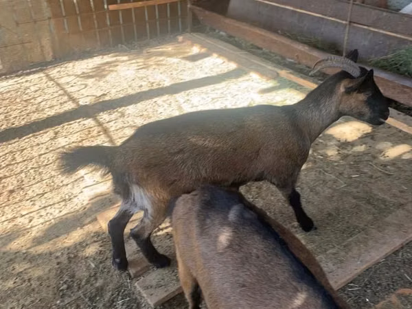Ziege, Czech Brown Shorthaired goats