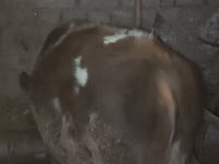 Rinder (Partie, Geschlecht nicht angegeben), Simmental cattle — Foto 1