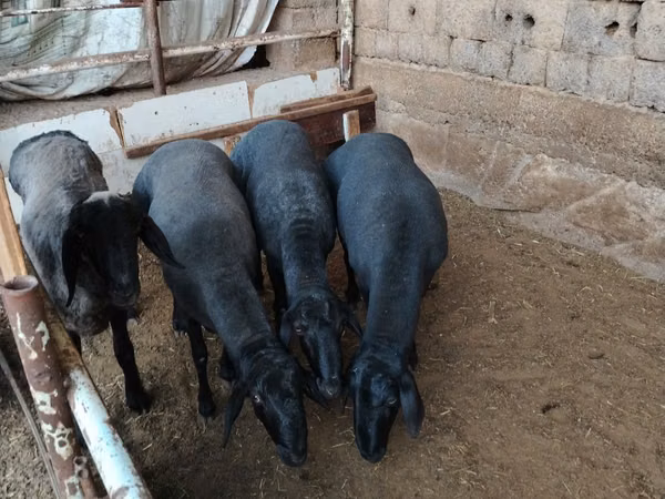 Widder, Rhon sheep
