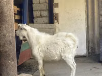 Ziege, Saanen goat — Foto 3