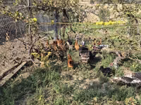 Chickens — الصورة 1