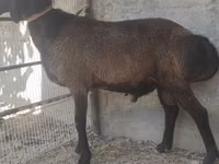 Cabro, Cabras — foto 3
