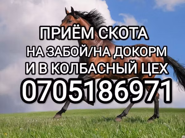 Caballo, Caballos