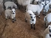 Widder, Cerry Hill sheep — Foto 4