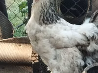 Brahma — Foto 1