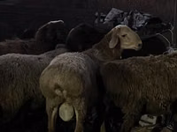 كبش, الأغنام — الصورة 1
