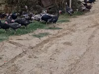 Turkeys — Foto 6
