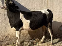 गाय, Russian Black pied cattle — फ़ोटो 1