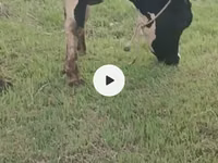 Sigir, Russian Black pied cattle — 8-rasm