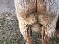 Carnero, Rhon sheep — foto 3