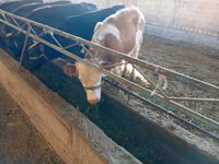 Kuh, Swiss cattle — Foto 2