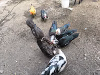 Ducks — Foto 2
