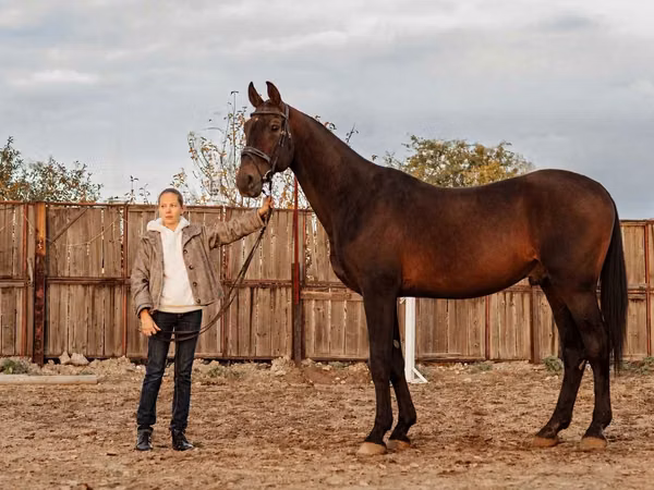 Horse (M), Holstein