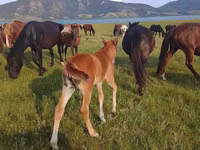 Mare, Horses — photo 3