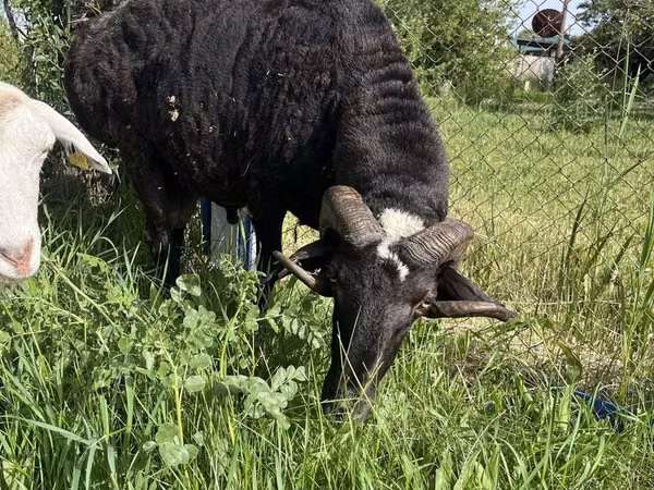 Cabro, Cabras — Kazajistán