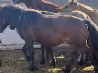 Hengst, Mugalzhar horse — Foto 2