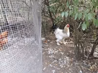 Chickens — الصورة 2
