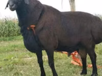 Carnero, Rhon sheep — foto 4