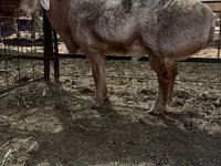 Widder, Edilbay sheep — Foto 4