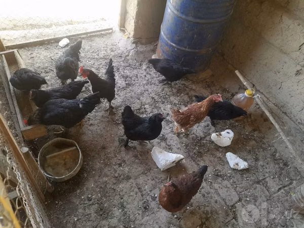 Chickens